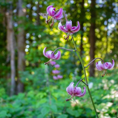 Ferienhaus Ploeckenstein Schwarzenberg am Bohmerwald Luaran gambar