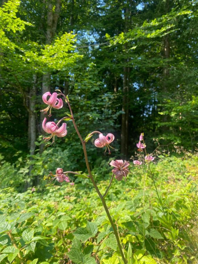 Ferienhaus Ploeckenstein Schwarzenberg am Bohmerwald Luaran gambar